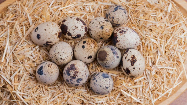 Perakende Bıldırcın Yumurtası